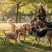 découvrez des conseils pratiques pour aider votre chien à mieux s'entendre et à être plus sociable avec ses congénères, pour des promenades et des rencontres réussies.